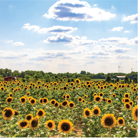 Sunflower Festival